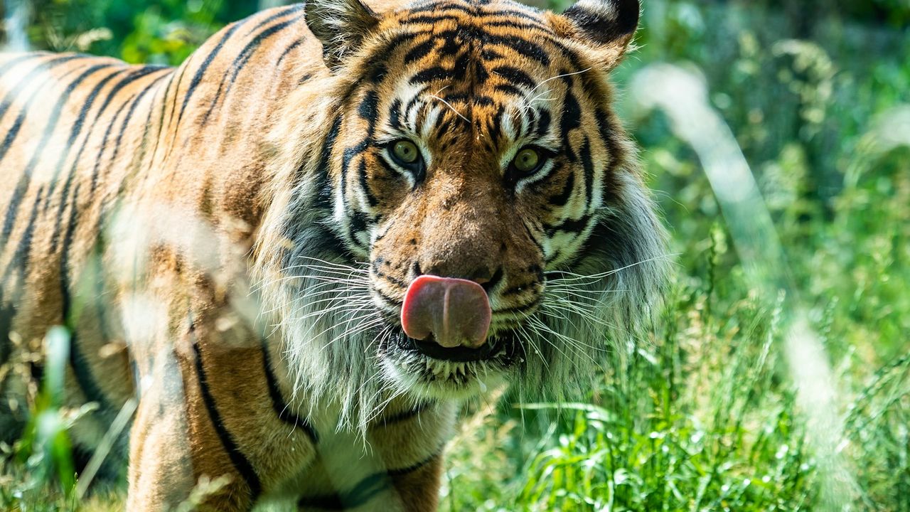 London Zoo entrance and surrounding Regent's Park in central London